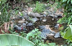 Achiote, Naranjito, PR 00719