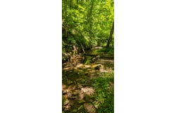 Ellison Ridge, Jumping Branch, WV 25969