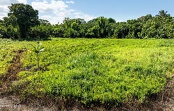 KALANIANAOLE AVE, Hilo, HI 96720