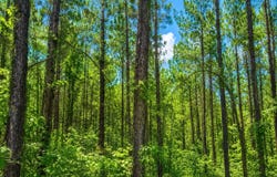 Round Hill Rd., Thomasville, AL 36784