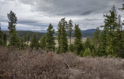 Lyons Hill Rd, Springdale, WA 99173