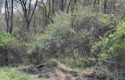 Rush Road, Carmichaels, PA 15320