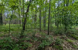 Fosmo lot: 5, Webster, WI 54893