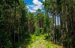1150 FM 1751, San Augustine, TX 75972
