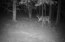 Brainerd, Crocker, MO 65452