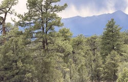 41st Trail, Cotopaxi, CO 81223