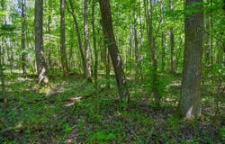 Lancaster Road, Murray, KY 42071