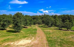 Parcel 5 Lewis Lane, Aiken, SC 29803