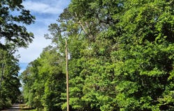 Duncan Dr., Thomasville, AL 36784