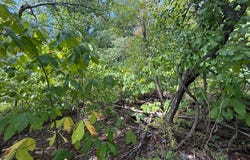 GREAT OAK Lane lot: 94, HARRISBURG, PA 17110
