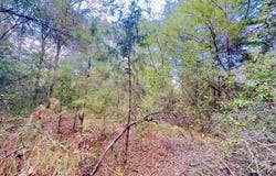 Apple Tree Rd, Gilmer, TX 75644