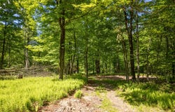 Buckview Drive, Hancock, NY 13783
