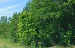 270 TREE HAVEN LANE, CALERA, AL 35040