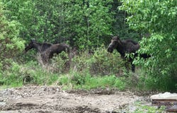 9 Moose Haven Loop, Mc Leod, MT 59052