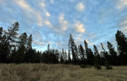 Forest Road, McCloud, CA 96057