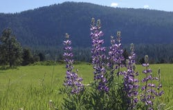 2069 A JOHNSON RD, RICE, WA 99167