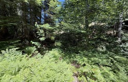 Lahar Ln, Cougar, WA 98616