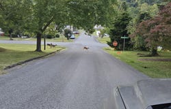 113 W 2nd Street, Big Stone Gap, VA 24219