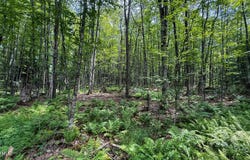 Jacobs Ladder Rd lot: 9, Becket, MA 01223