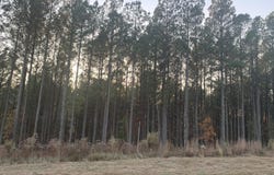 940 Crockett Point, Jasper, TN 37347