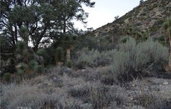 Verde, Pinon Hills, CA 92372