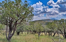 114 High Meadow Trail, Fort Davis, TX 79734