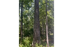 SPOTTSWOOD RD, SPOTTSWOOD, VA 24476
