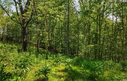 Summit Drive lot: 2, Dahlonega, GA 30533