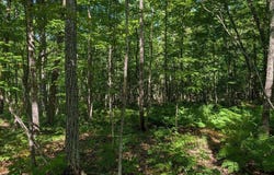 Cherryville Rd, Ashland, WI 54806