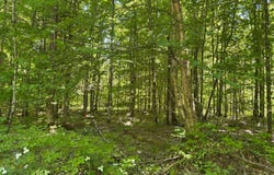 Osborn Dr, McMillan, MI 49853