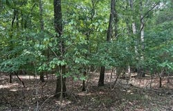 218 CR 472 lot: 40, Clarkridge, AR 72623