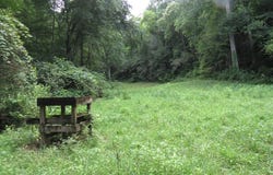 Lotus, Sylva, NC 28779