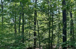 Parcel A Old Oak Road, Cheboygan, MI 49721