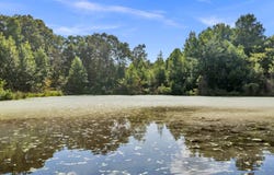 79 Acres co Rd 775, Ider, AL 35981