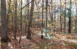 21 SHEPHERDS TRL, HOT SPRINGS, VA 24445