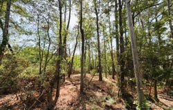 Oak St., Georgetown, SC 29440