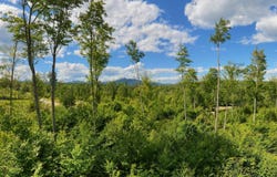 Whipples Way lot: 6, Tamworth, NH 03817