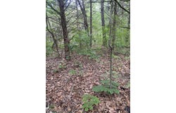Gumbo Woods lot: 65, Shell Knob, MO 65747