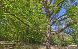 Edelweiss Drive, Bellaire, MI 49615