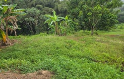 Angeles, Utuado, PR 00641
