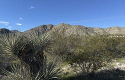 Palo Verde, Morongo Valley, CA 92256