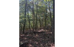 BALL PARK Rd, Phil Campbell, AL 35581