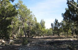 3249 E Aspen Road, Overgaard, AZ 85933