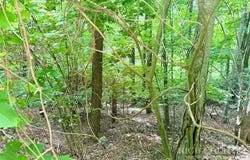 Savannah Drive lot: 17, West Jefferson, NC 28694
