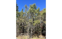 E N Down River Road lot: 364, Grayling, MI 49738