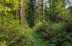 71990 HUTCHINSON Rd, Rainier, OR 97048