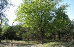 PR 42112, Evant, TX 76525