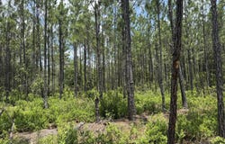 Corbitt Road lot: 5, Manor, GA 31550