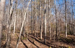 Morosko Lane lot: 5, Pilot Mountain, NC 27041