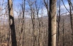 Chestnut Cove, #5190 Trail, Jasper, GA 30143